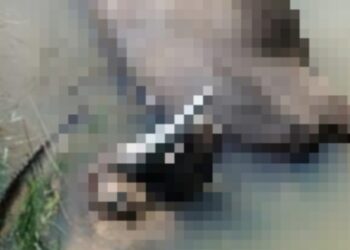 PMK Mereda Ngorok dan Kembung Kembali Marak