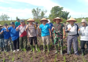 Tanam Padi Perdana di Sungai Tiram, Ini Kata Bupati Tanjabbar