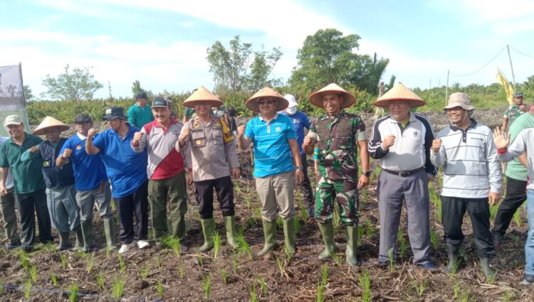 Tanam Padi Perdana di Sungai Tiram, Ini Kata Bupati Tanjabbar