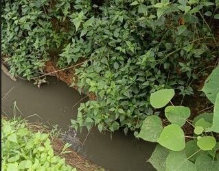 Diduga Limbah PT KAN Cemari Kolam Ikan, Warga Resah