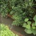 Diduga Limbah PT KAN Cemari Kolam Ikan, Warga Resah