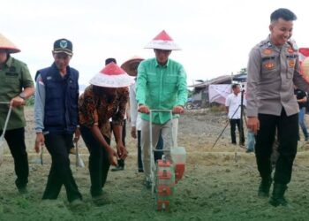 Gelar Penanaman Jagung Serentak Kuartal III di Kelurahan Sridadi