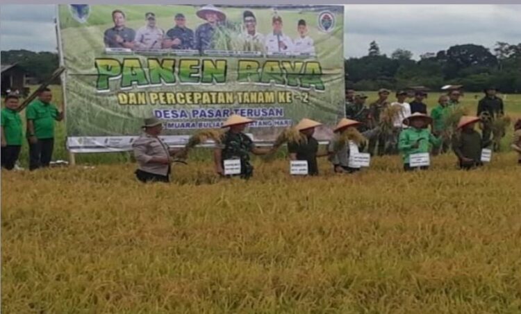 Bupati Fadhil Lakukan Panen Raya Padi