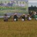 Bupati Fadhil Lakukan Panen Raya Padi
