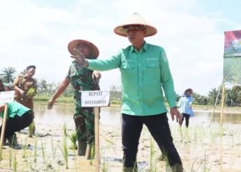 Pemkab Batang Hari Usulkan Bantuan Benih Padi dan Jagung 2.000 Hektare pada 2025