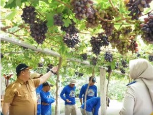 Jadi Kawasan Agrowisata Favorit Kota Palu, Kebun Anggur Duyu Bangkit Bukti Kerja GTRA