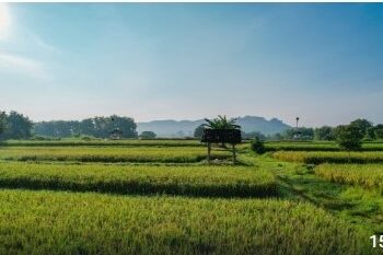 Swasembada Pangan Lewat Penguatan Kebijakan LBS, LP2B, dan LSD